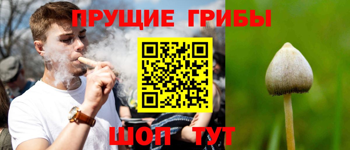 Псилоцибиновые грибы мицелий  где купить наркоту  Карачаевск  Вход с VPN 